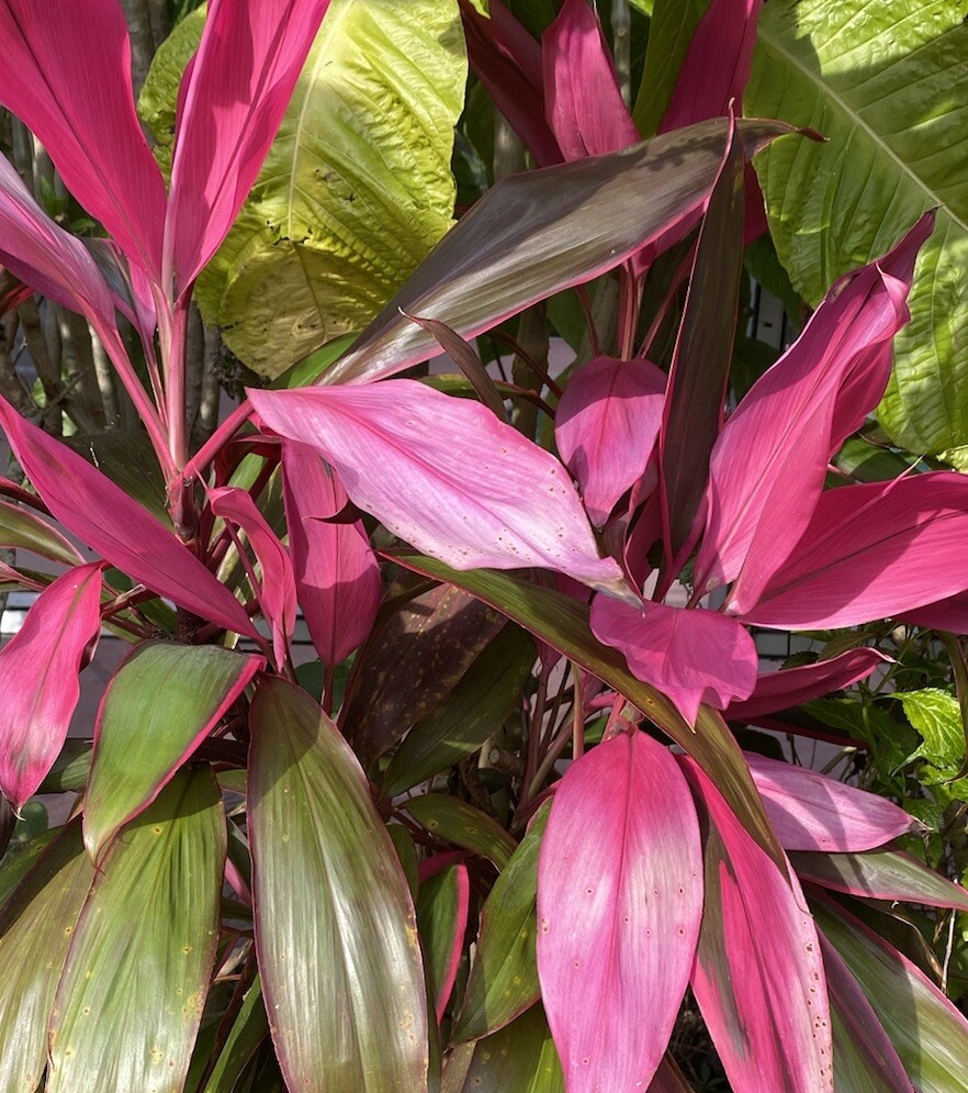 Hawaiian Ti Plant, 8 Cuttings 5 to 7 Inches, No Soil, No Roots