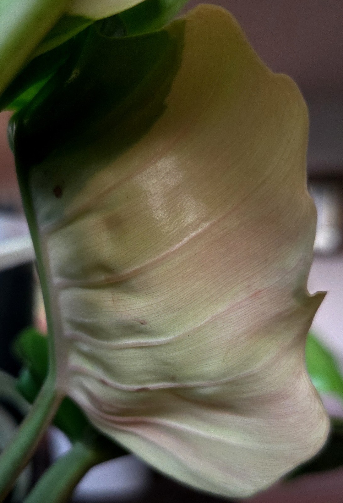 Rare NEW! Philodendron Variegated Jungle Boogi 18″ Wide Not Monstera Anthurium
