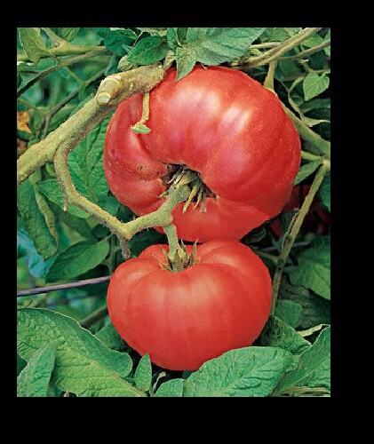 Brandywine RED Tomato 30 – 5000 Seeds Heirloom Open Pollinated Non-GMO Big