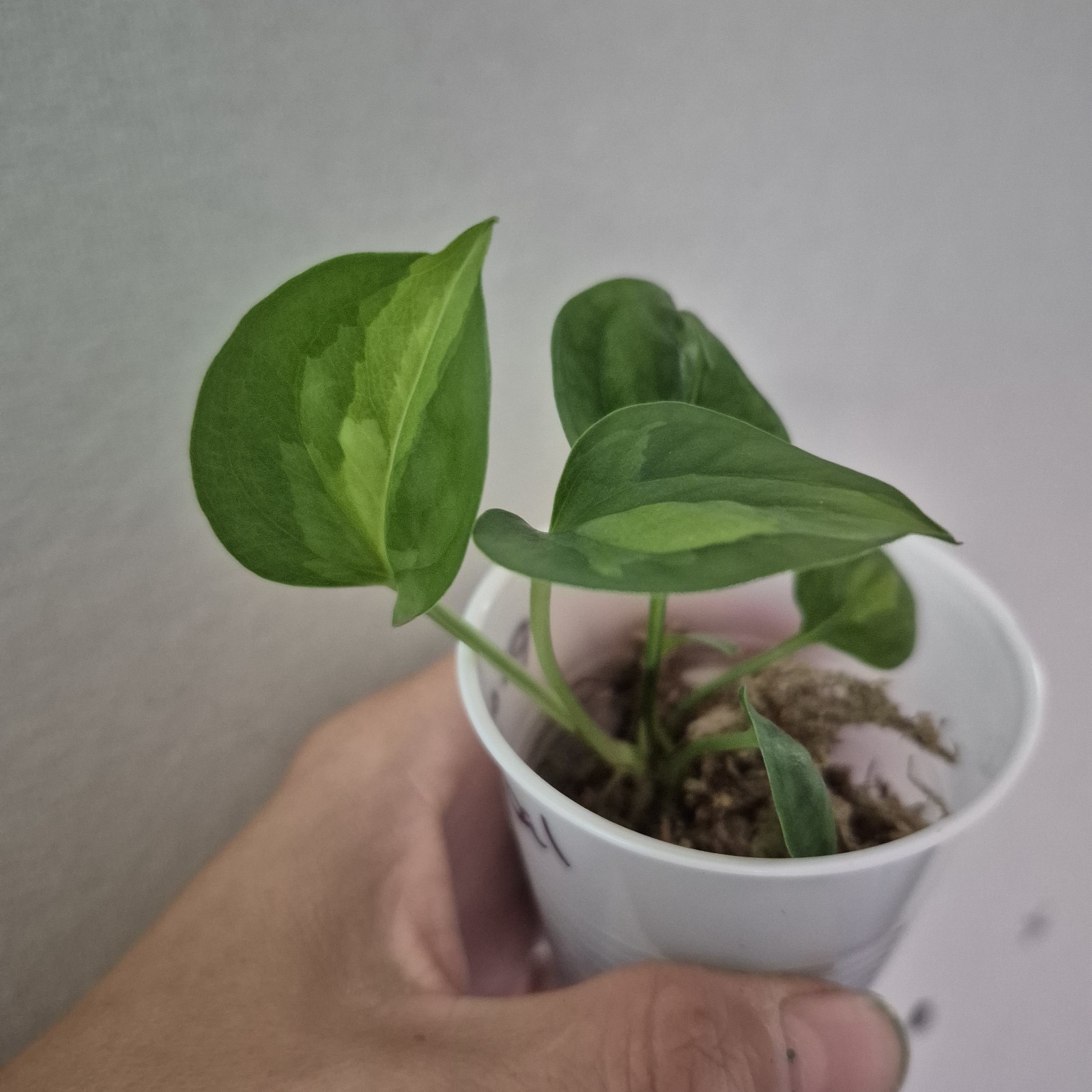 Global Green Pothos – Devils Ivy- Starter Plant Exact Plant 2.5 Inch Cup