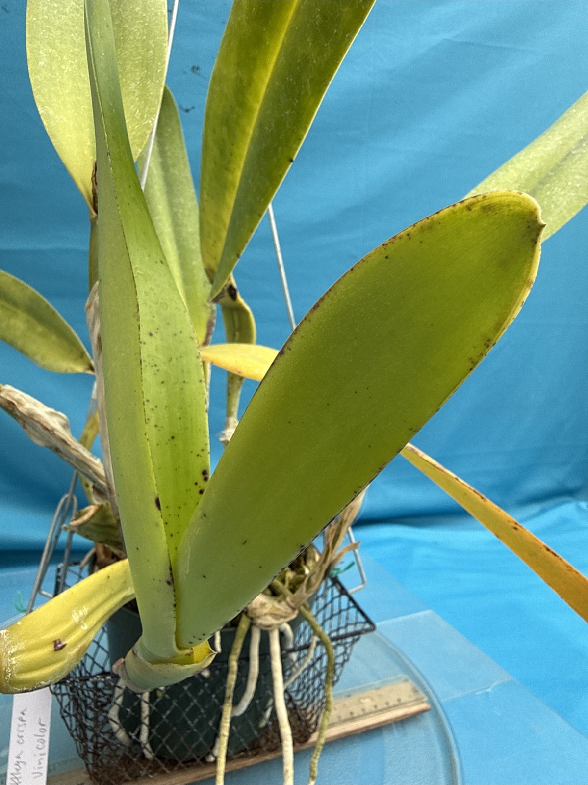 Cattleya crispa Vinicolor New Growth + Sheath Orchid Eros BS Species 9” Pot