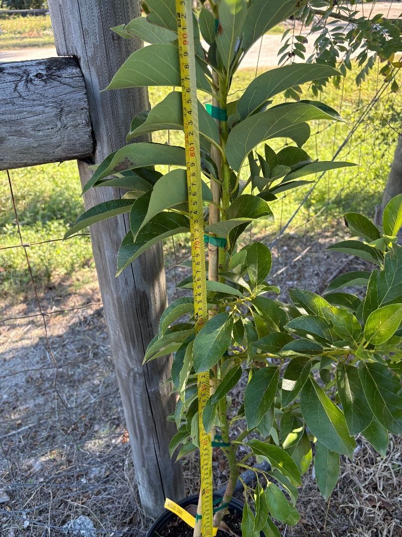 1GALGRAFTED DONNIE AVOCADO TREE (WEST INDIAN/TYPE A FLOWER MAY-JUNE) ZONES 9-11)