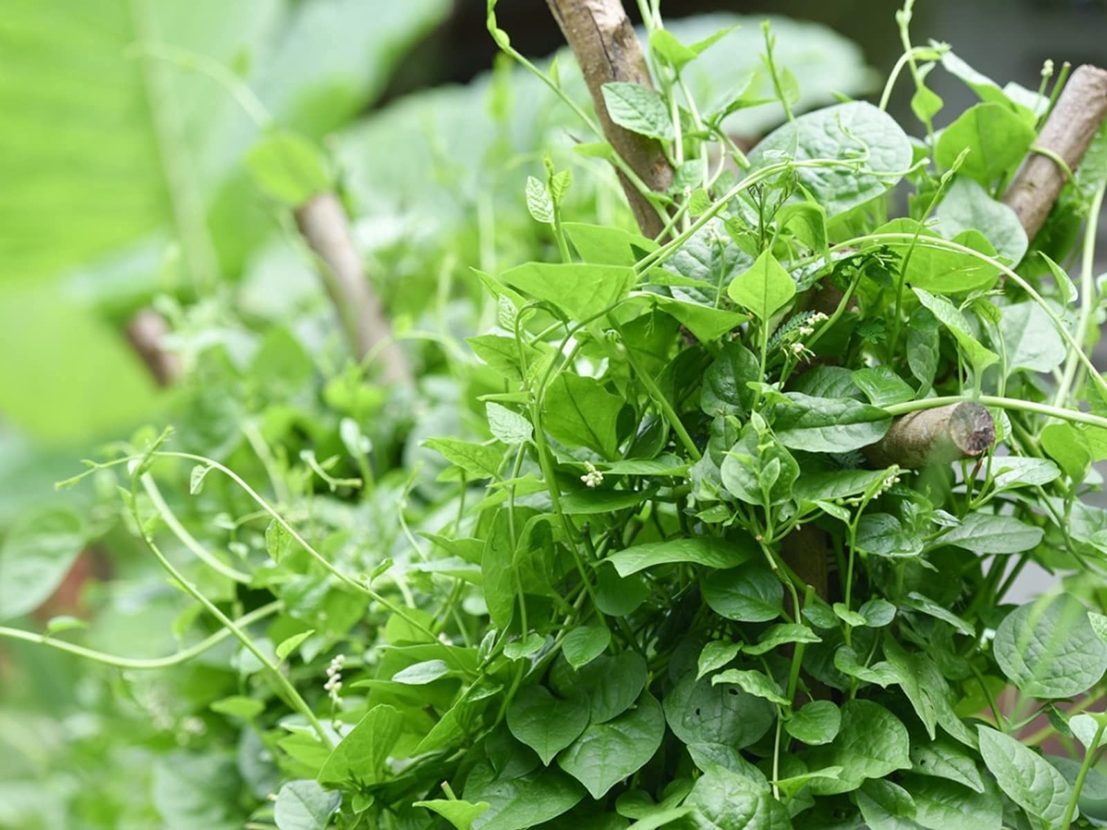 200+ Malabar Spinach Seeds for Planting Ceylon Spinach Rau Mong TOI Green St…