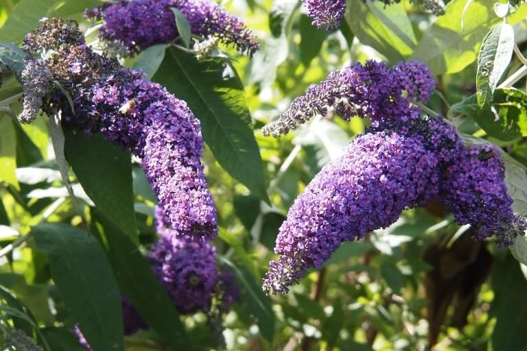 2 Mix Butterfly Bushes Live Plants 4-8″ Fragrant Buddleia Shrub Outdoor