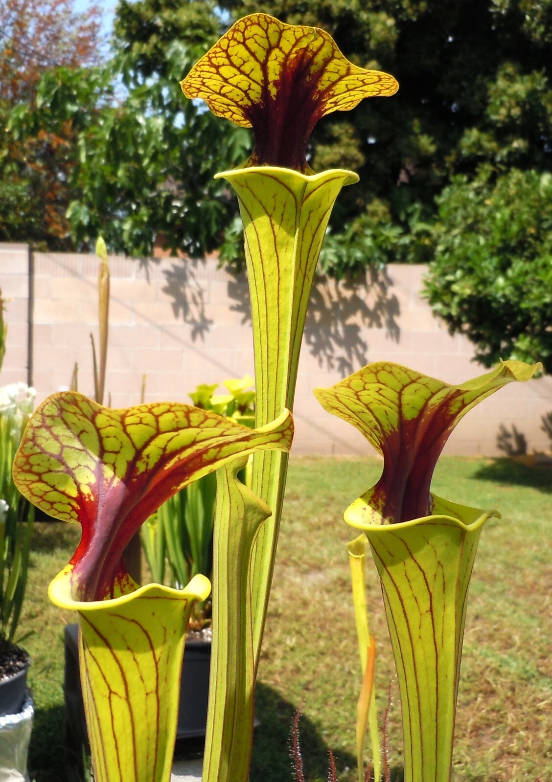 Carnivorous Plants – S. Flava v. Ornata Black Veins/Extreme Red Throat (small)