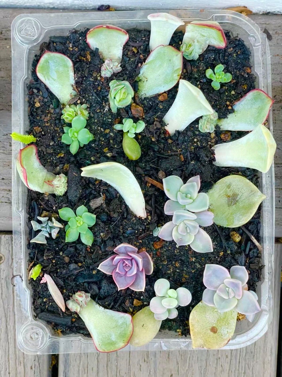 20 Succulent Plants Leaves for Propagation Assorted + Surprise Bonus Leaves Gift