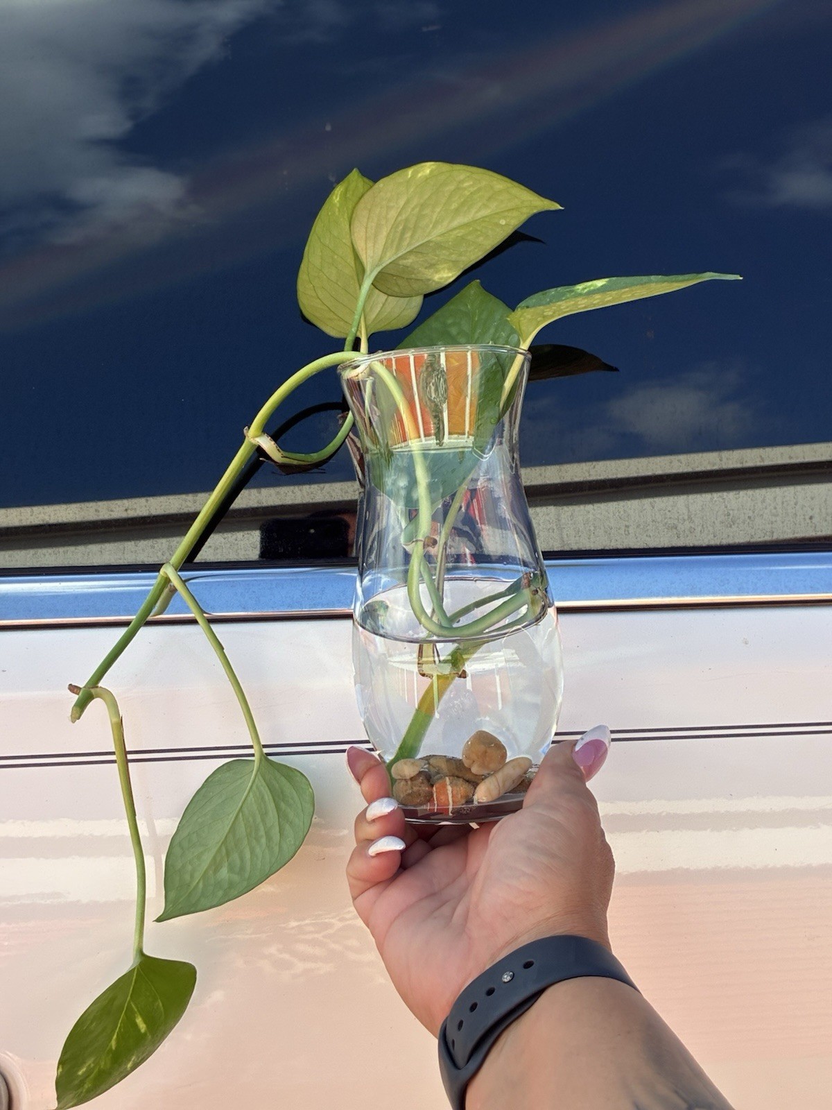 Pothos Broadleaf Cutting in Glass Vase with Water and Pebbles, Indoor Houseplant