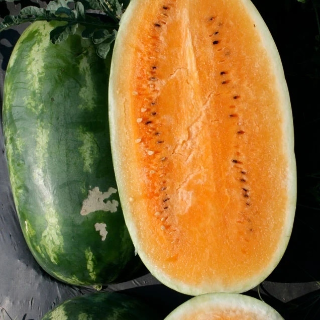 Tendersweet Orange Watermelon Seeds (25) / SUPER RARE / FLORIDA / EASY