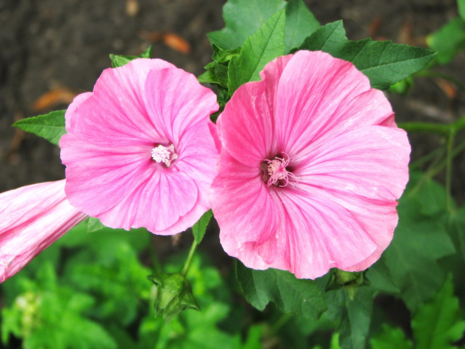 Blush Pink Regis Rose Mallow Seeds – For 2025 Planting Malva Trimestris