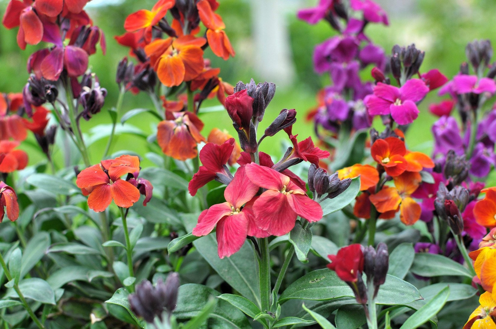 300 ENGLISH Aegean WALLFLOWER Cheiranthus Cheiri Seeds