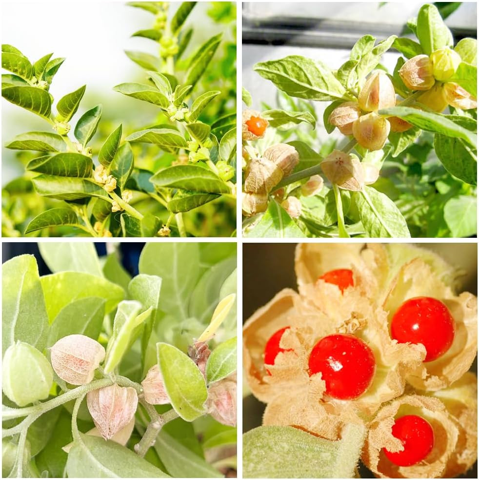 100+ Seed Ashwagandha Seeds for Planting Outdoor -Plant & Grow Heirloom Medicina