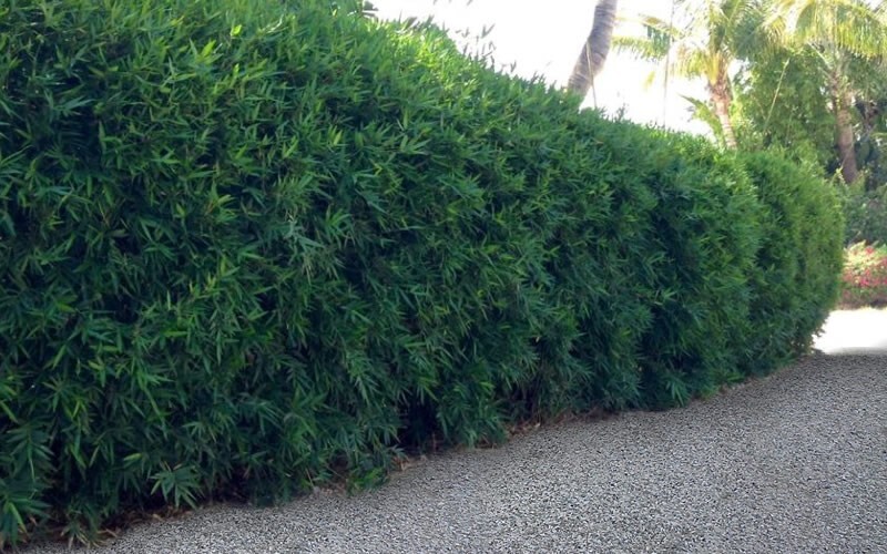 Seabreeze Bamboo/Bambusa Plant- 1 Gallon Size