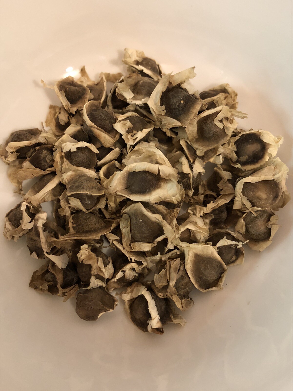 Malunggay Seeds Moringa oleifera for planting, Drumstick Horseradish 50 Seeds