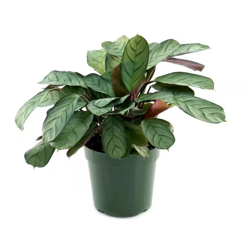 4 In. Calathea Amagris Plant in Grower Container (3-Pack)