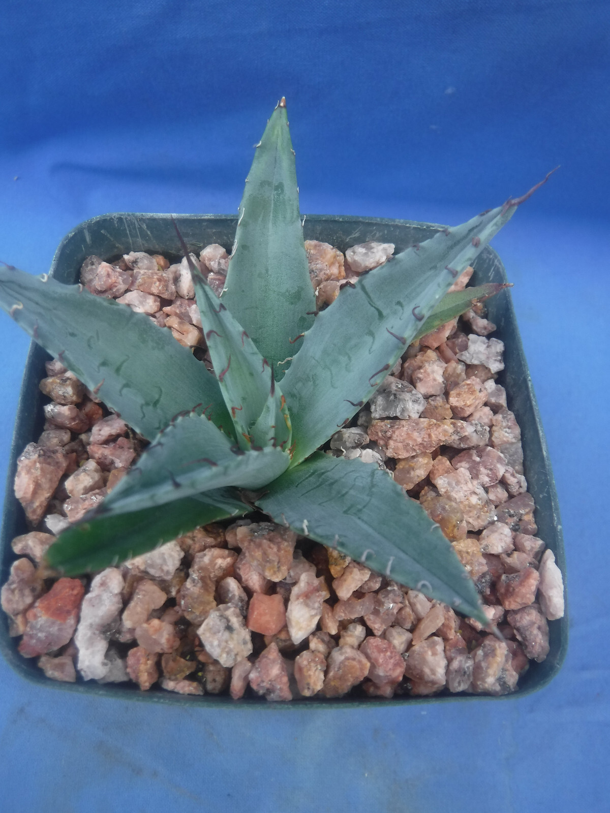 Agave ovatifolia x victoriae-reginae “Sho-Time” Starter Plant HYBRID 2.5″-3.5″
