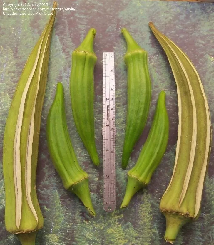 100+ LOUISIANA LONGHORN COWHORN OKRA SEEDS – Heirloom — NON GMO — FRESH