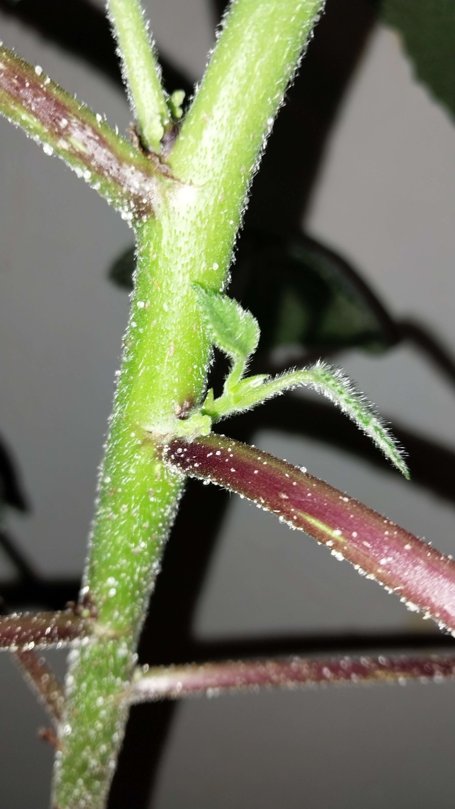 Gympie Gympie Live Plant! Most Painful Plant In The World! Mature Plant!