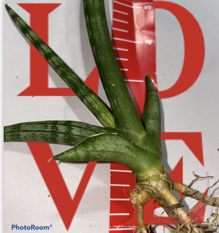 5 cuts Snake Plant Sansevieria Cylindrica 4 ” cuts unrooted Planta espada