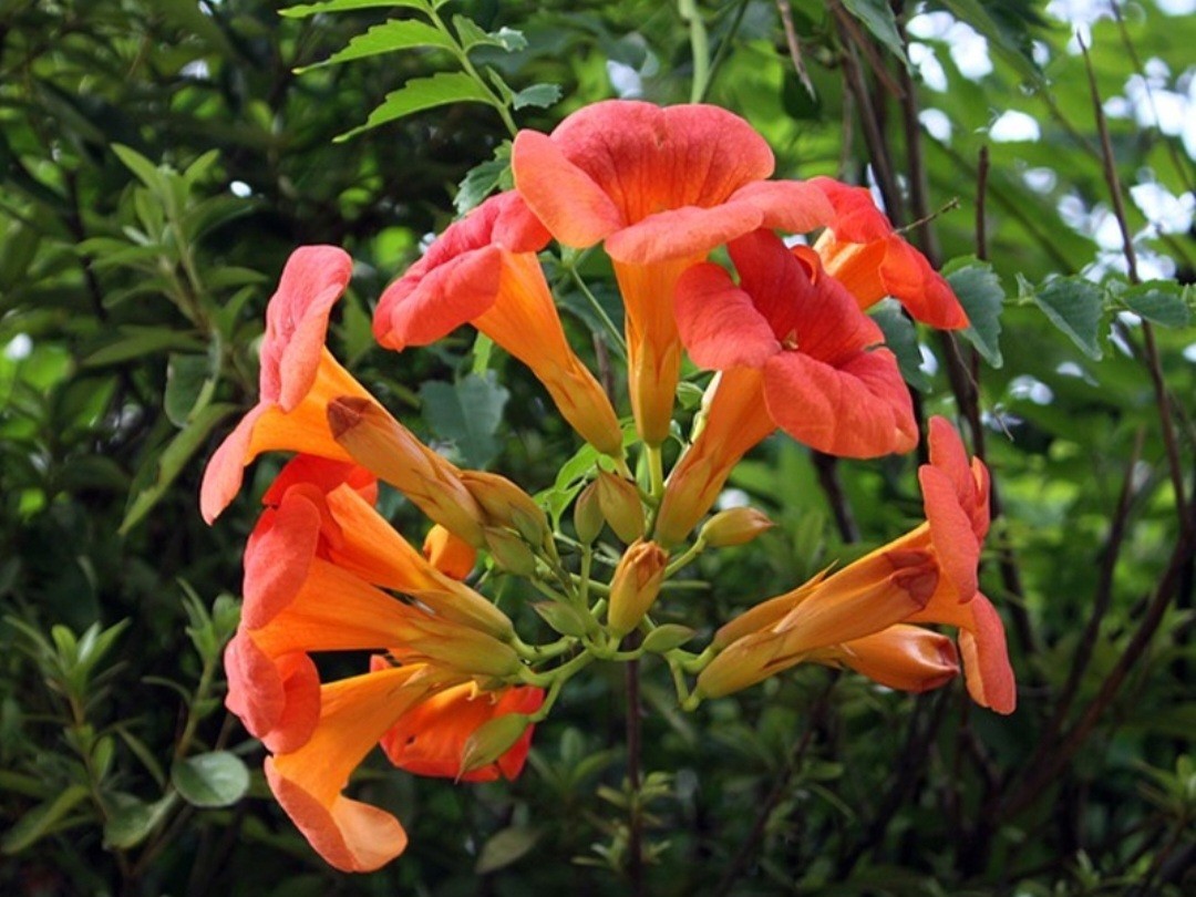 Flame Red Natural Trumpet Vine Bare Root Live Plant 1+ Foot All Natural