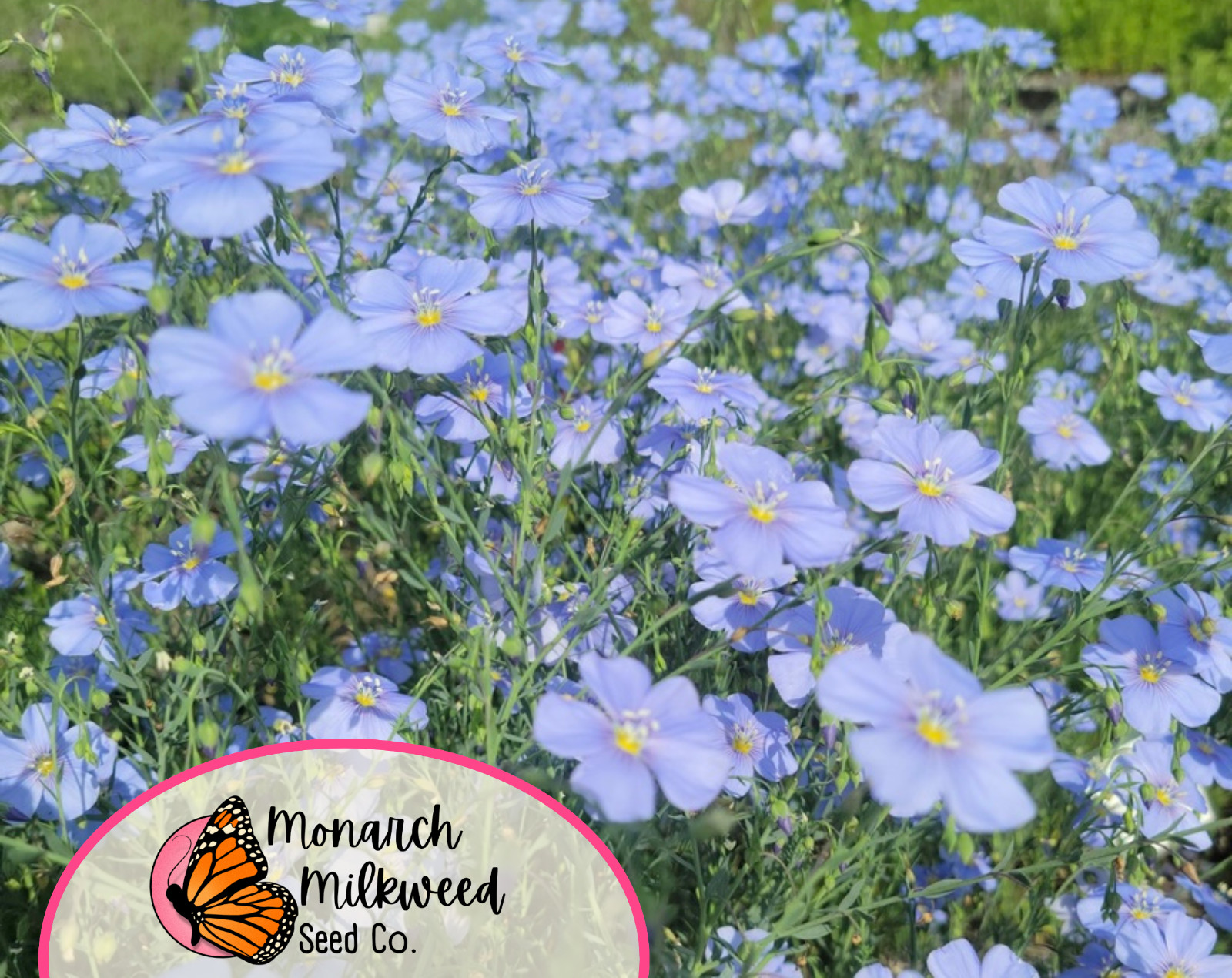 2000+ Blue Flax Seeds | Perennial Flower Gardening, Wildflower Pollinator Plant