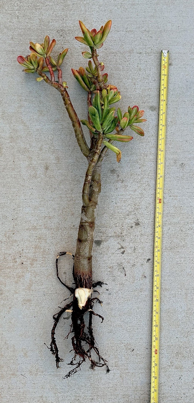 19” tall Crassula variegated ogre shrek Jade Plant Bare Root 1.25 thick stem red