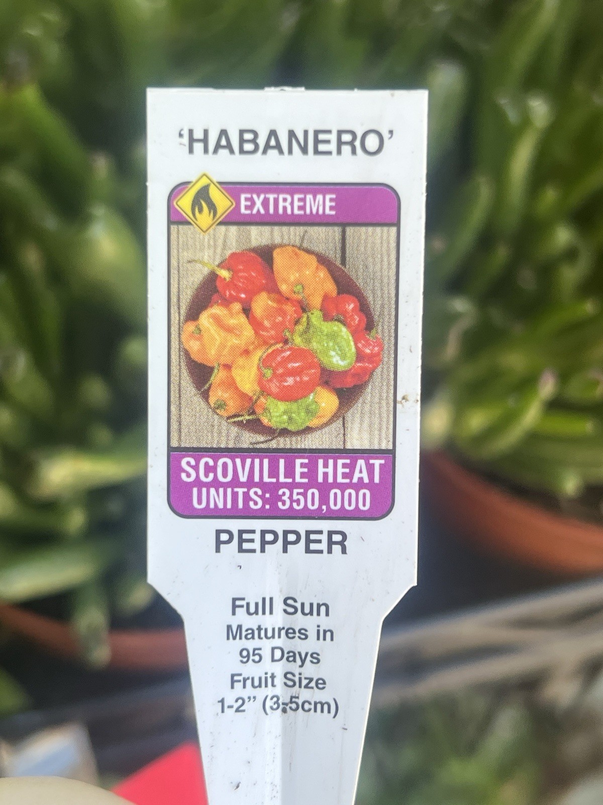3 CARIBBEAN RED HABANERO CHILI Super Hot Pepper Live Plants