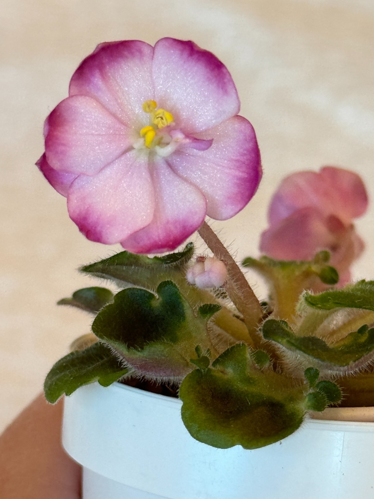 Assorted LEAVES of African Violet Mini/Semi/Standard/Trailers
