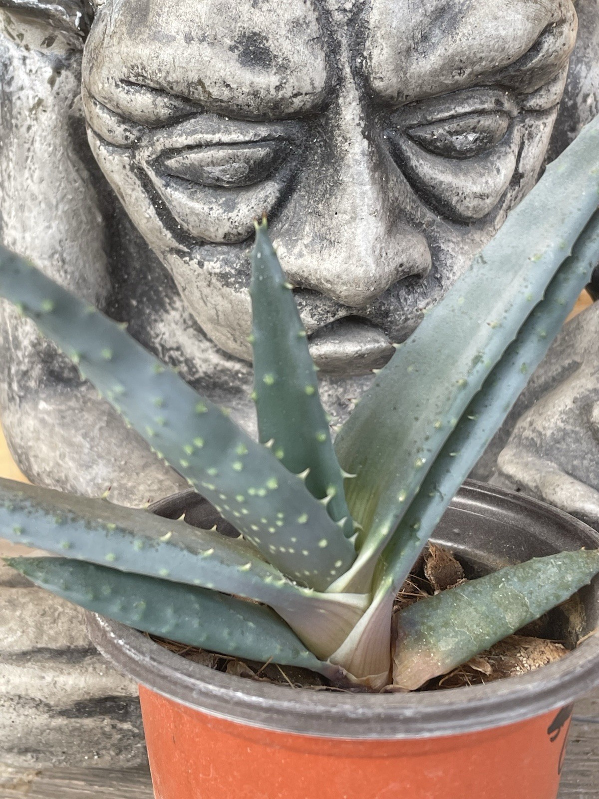 ALOE REITZII – rare aloe seedling — SEED GROWN!!