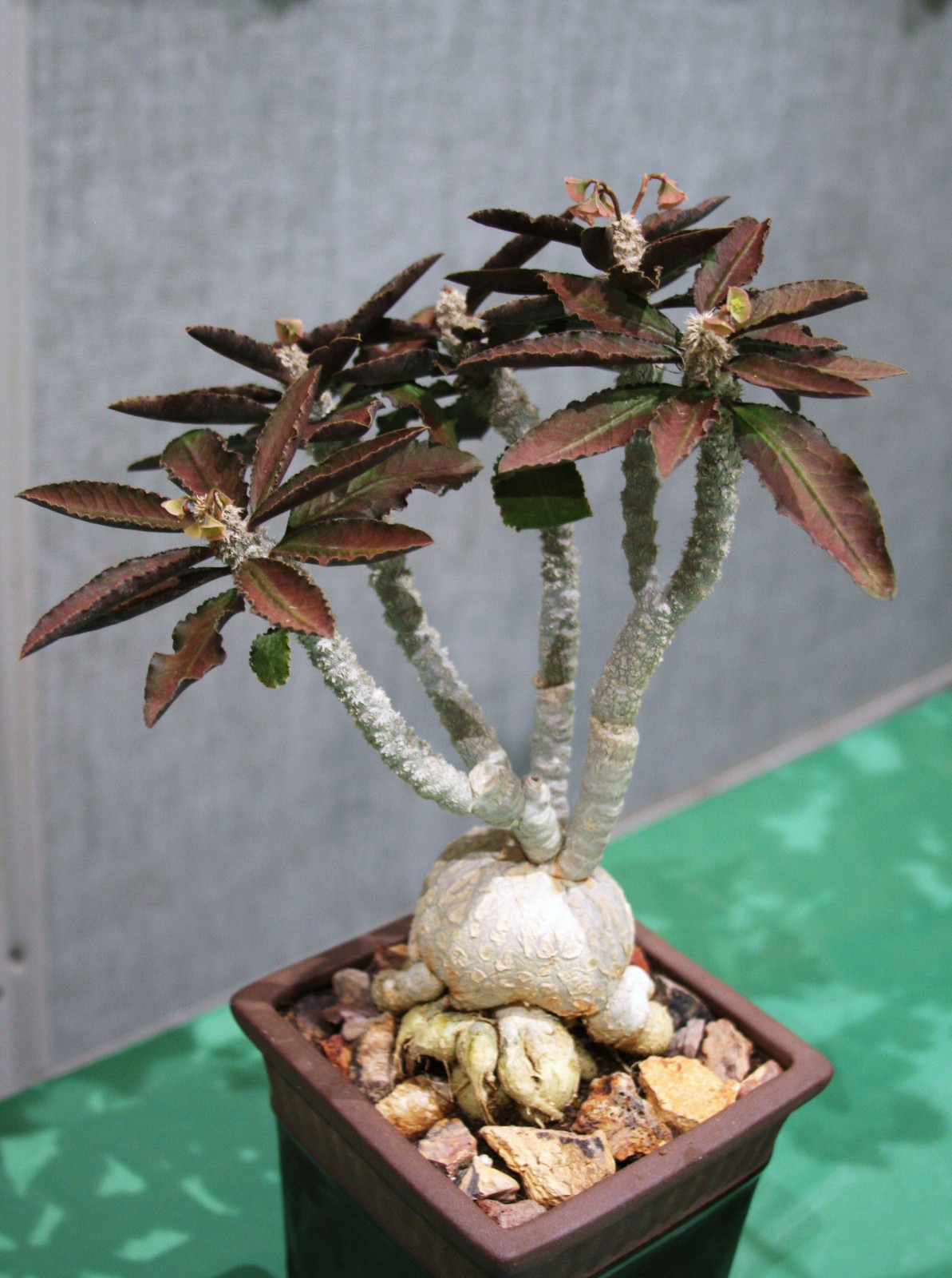 EUPHORBIA AMBOVOMBENSIS exotic madagascar bonsai caudex cacti seed 10 seeds