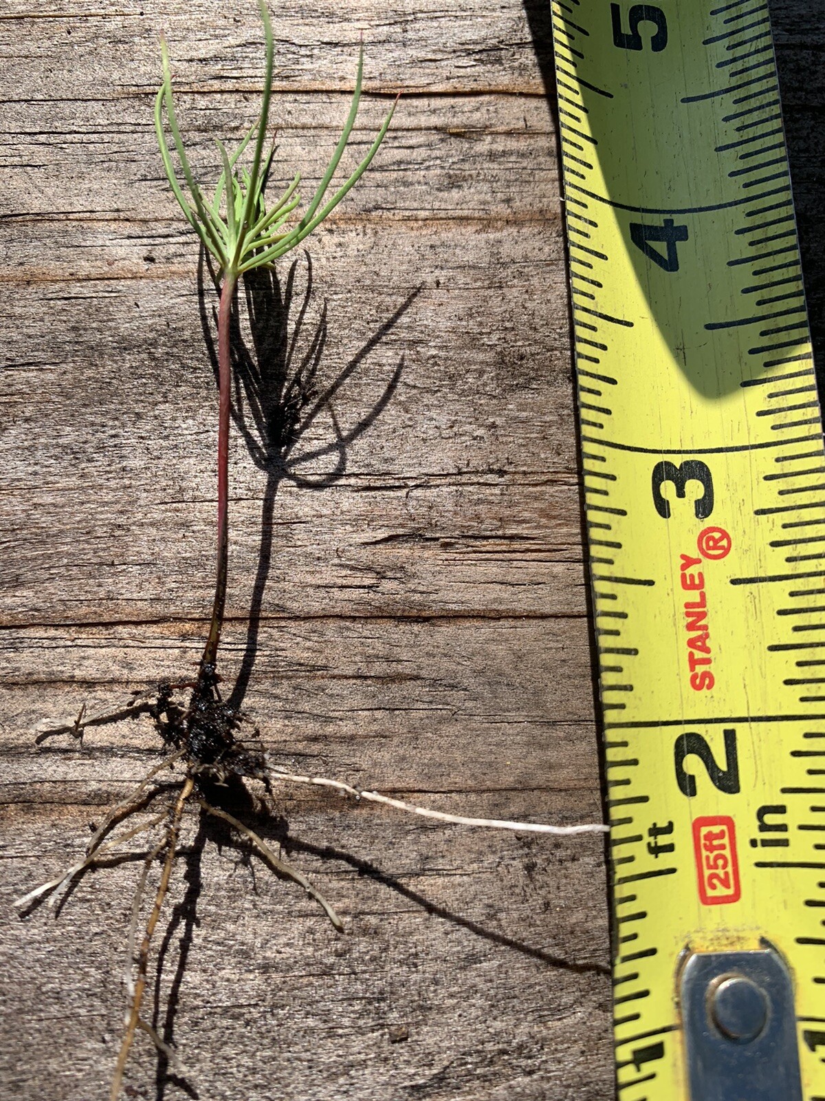 10 pine tree seedlings 3”-6” tall- bare root. Fast Growing Wild.