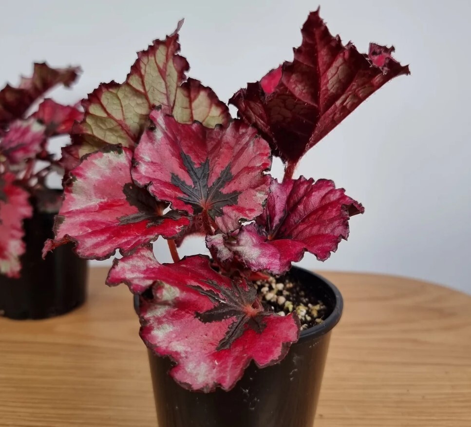 Begonia Red Robin Live Plant – 4-6″ Tall – Ship No Pot – Deep Red Variegated