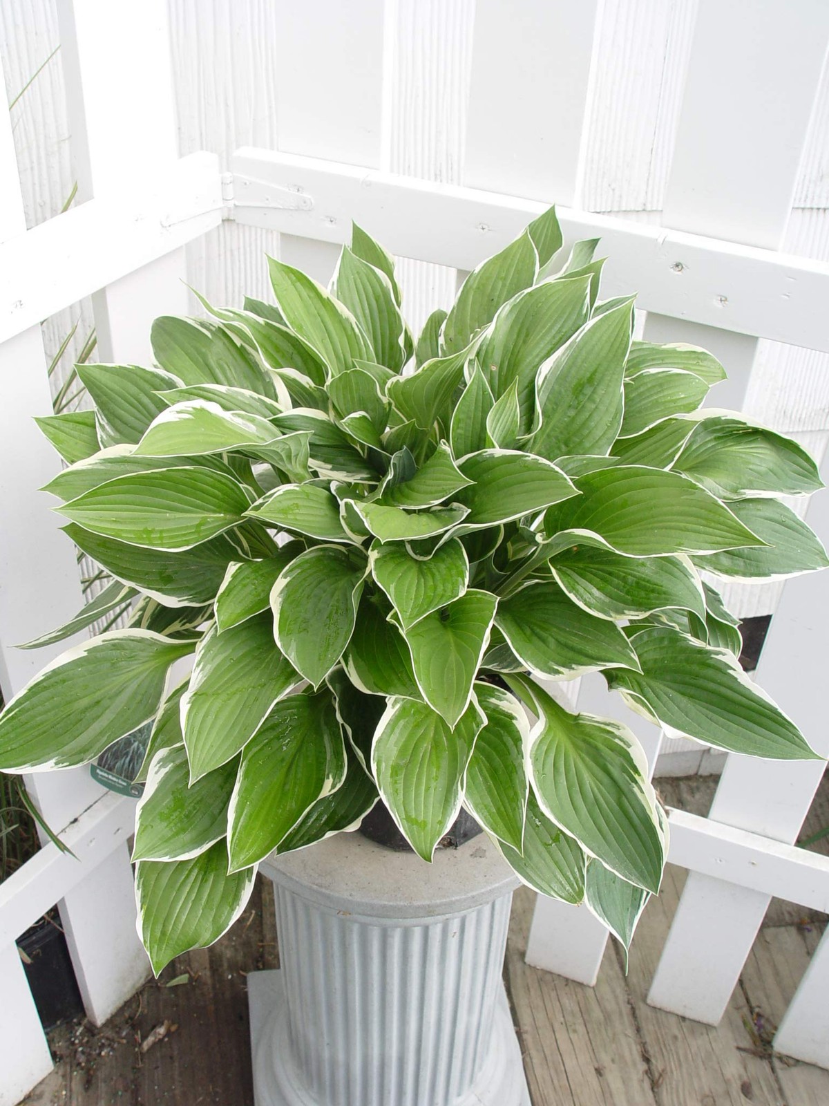 Hosta ‘Francee’ Perennial Plant with Dark Green and White Edged Foliage