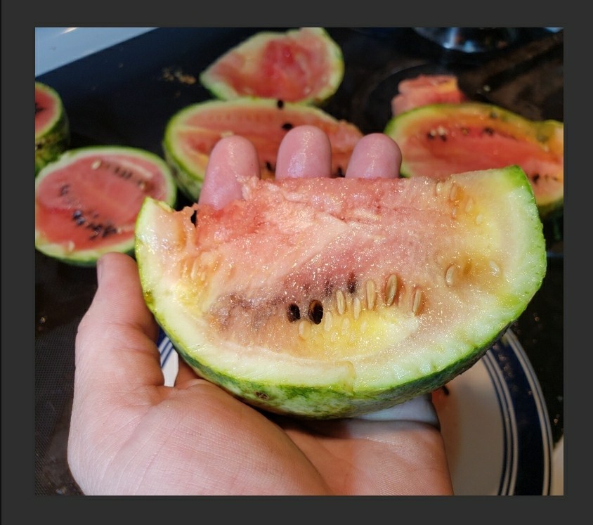 Rainbow Watermelon Seeds – Multi Colored Flesh – Sweet & Crisp Tropical Flavors!