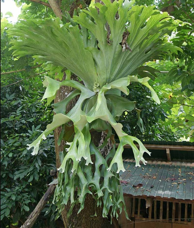 Staghorn Fern Live Plant in 3″ Pot – Platycerium Bifurcatum – Hanging Plant