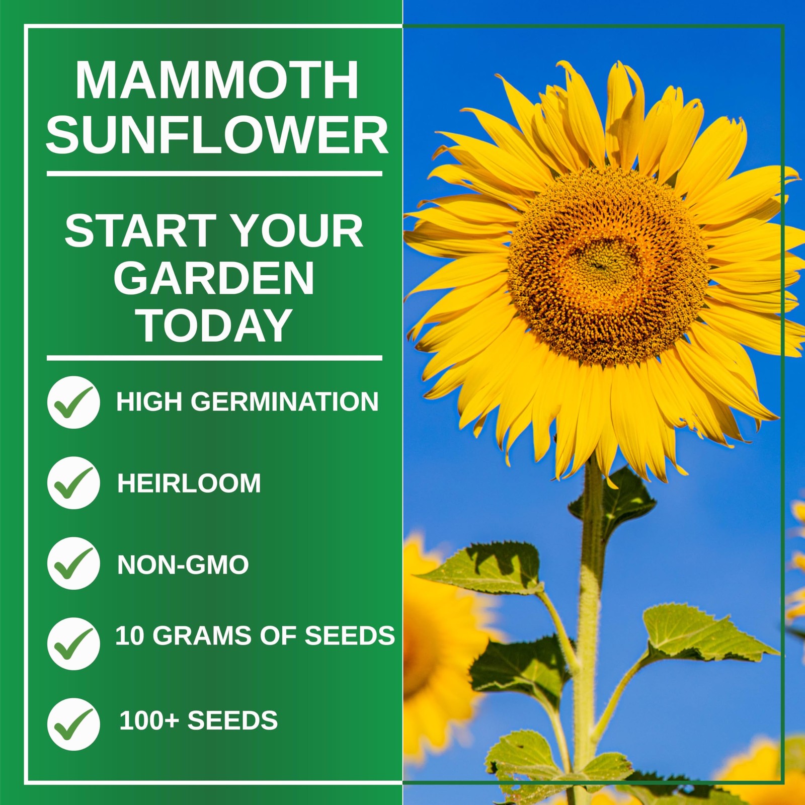 TKE Farms & Gardens – Mammoth Sunflower Seeds for Planting, 100+ Yellow