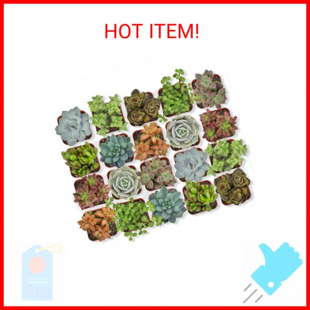 Altman Plants, Live Succulent Plants (20 Pack) Assorted Potted Succulents Plants