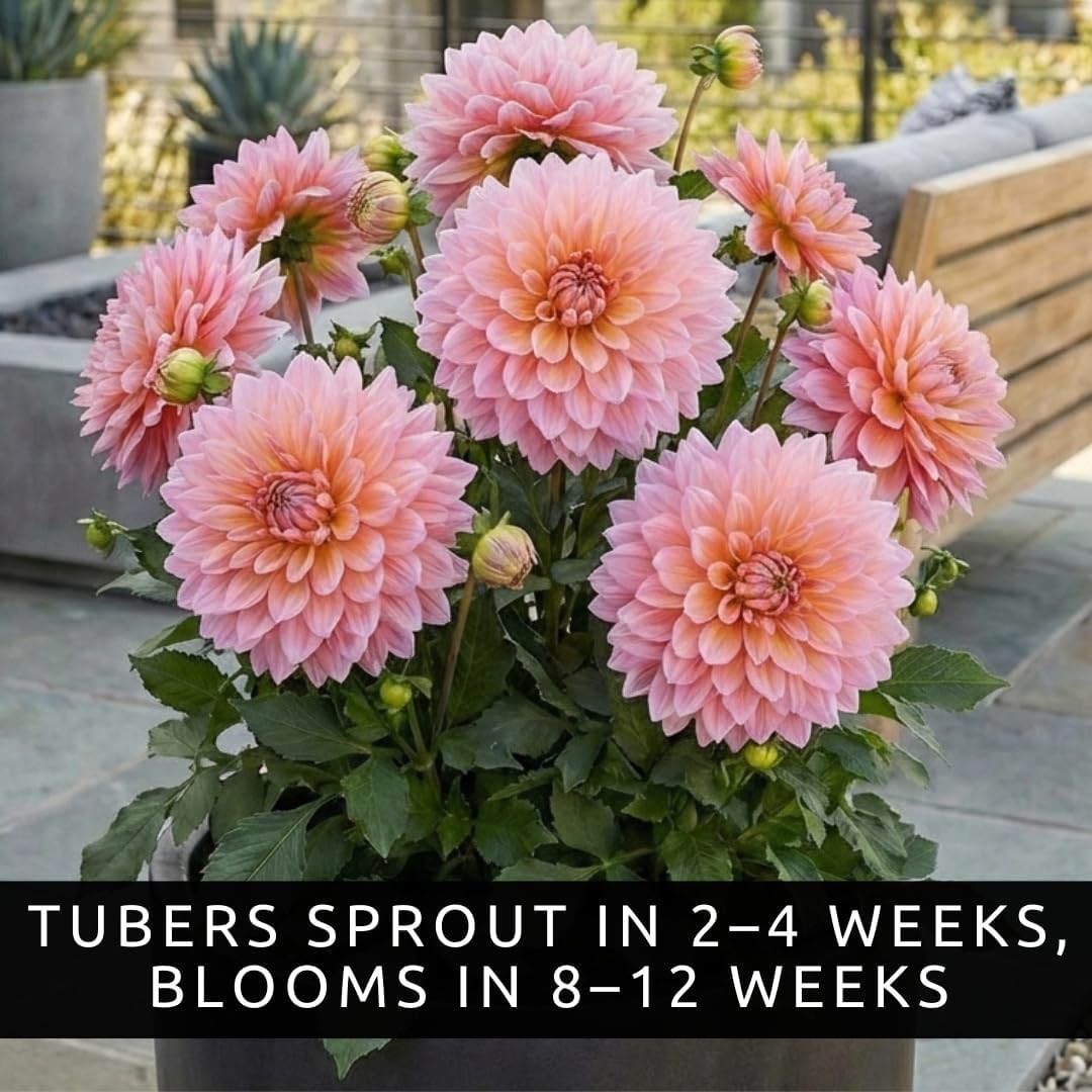 Belle of Bamera Dahlia Dinnerplate Tubers – Soft Pink & Apricot (5 Bulbs)
