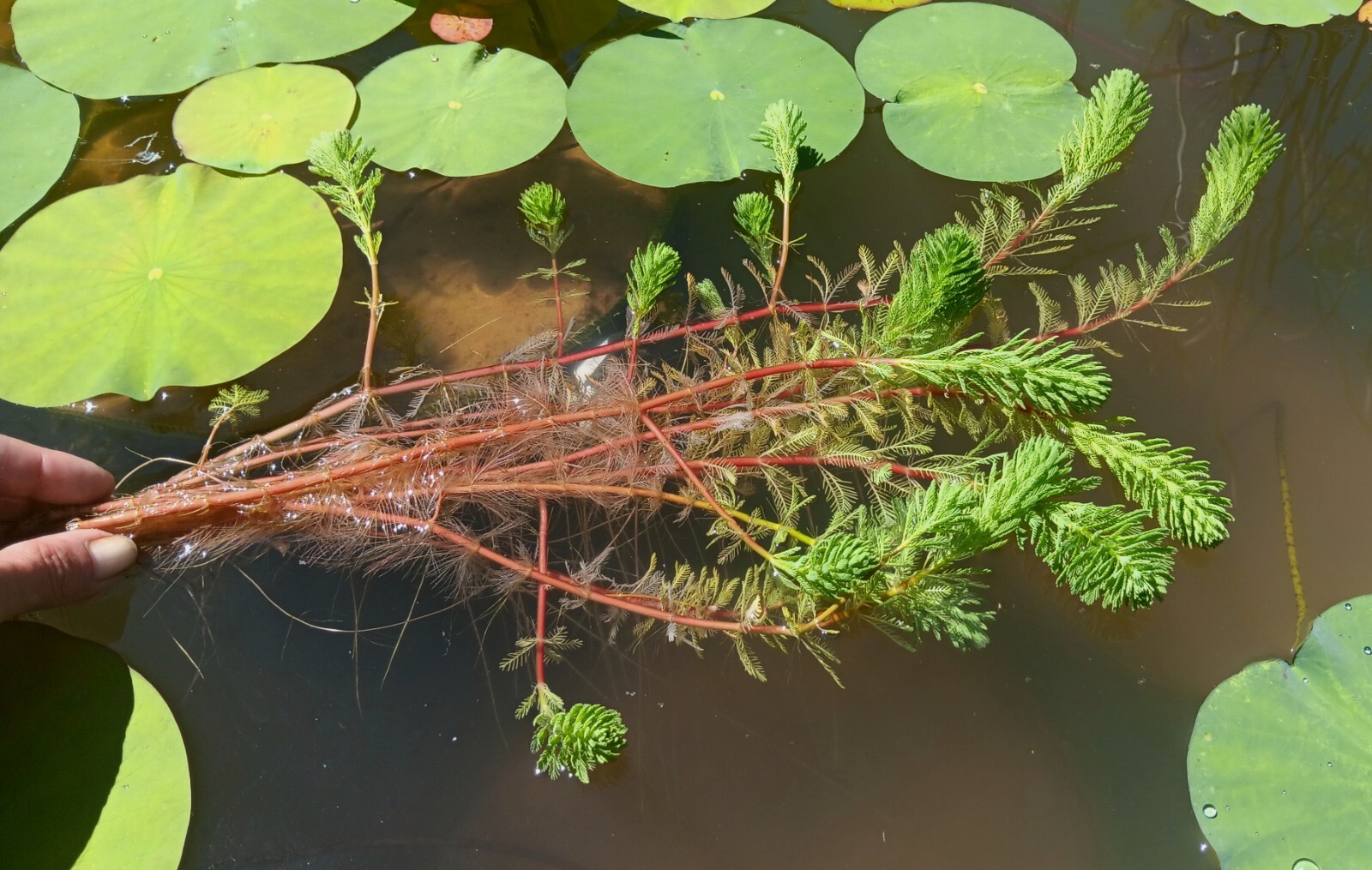 Parrot’s Feather Live Water Garden Pond Bog Plant *XL Bunches!* Buy 2 Get 1 Free