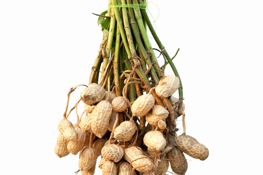 10 dried peanut pods for garden planting 20 seeds total Arachis hypogaea