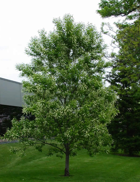 2 Black Cherry Trees Bare Root Live Plants Prunus Serotina Outdoor Garden