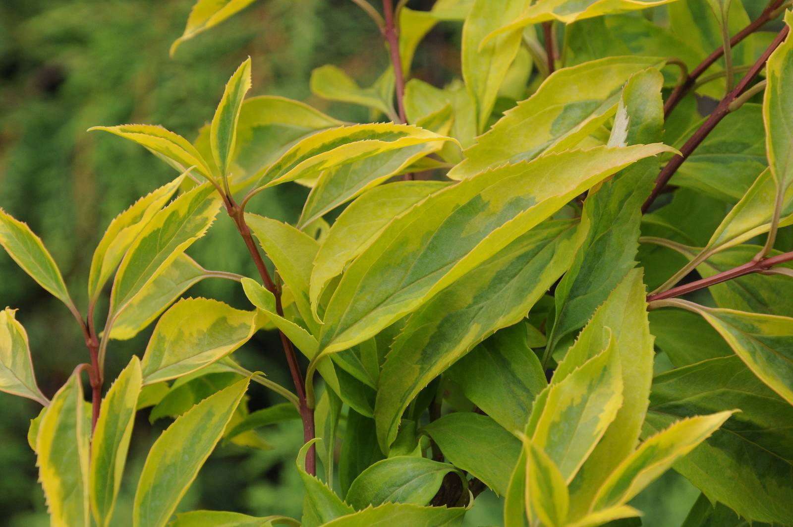 Forsythia ‘Golden Times’ – Rare Variegated Forsythia – Live Plant – 1 Gallon Po