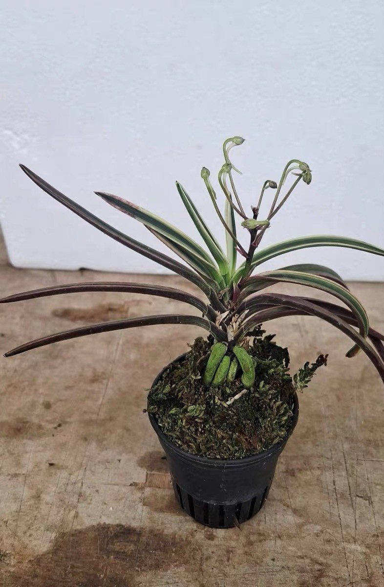 Vanda falcata ‘Azuma Dezu’ Variegated Wind Orchid Exact Plant Budding