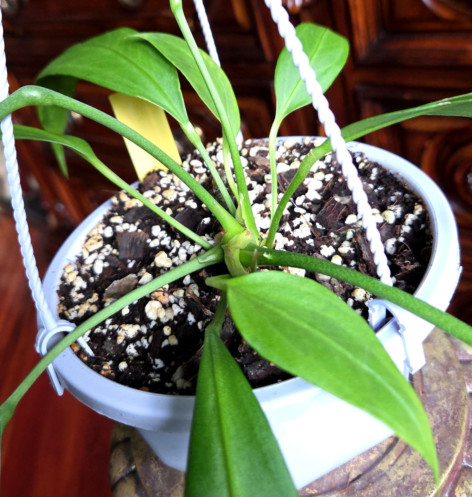 Rare XL Anthurium Vittarifolium 33″ Tall 21″ Leaves Not Philodendron Monstera