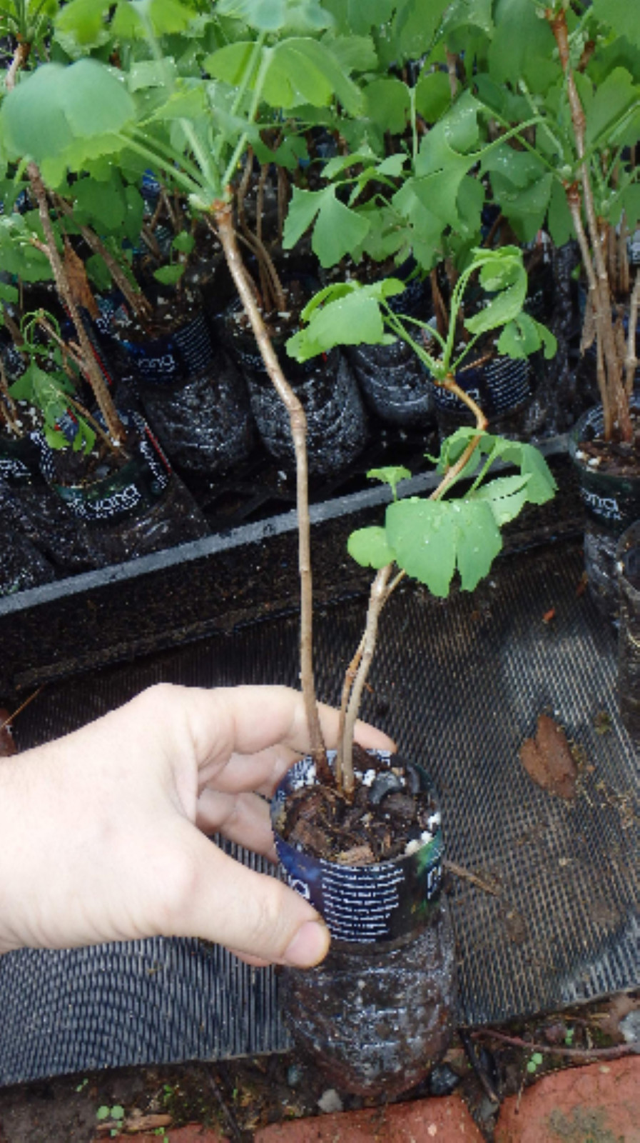 3 Ginkgo Biloba seedlings 1 y.o. plants, oldest tree in the world. Split leaf.