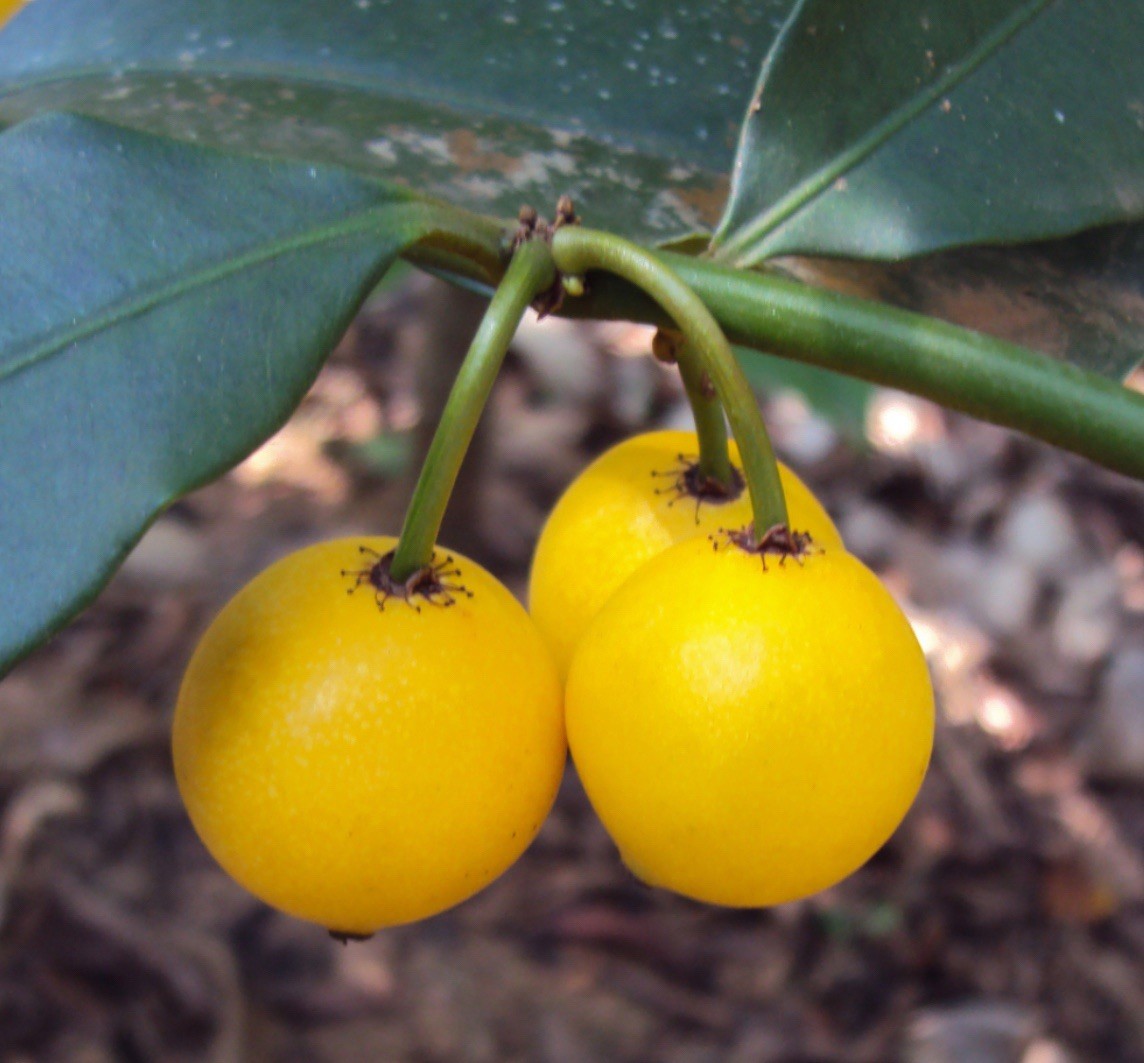 Rare Garcinia intermedia Lemon Drop Mangosteen Tropical Exotic Fruit 5 Seeds