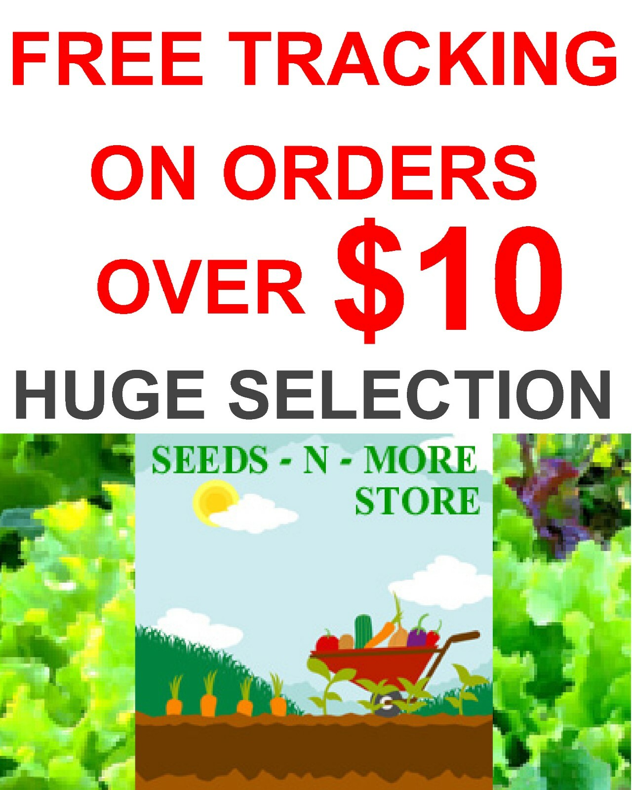 20 ROUND ZUCCHINI SEEDS – SUMMER SQUASH FRESH HARVEST FOR 2024 GARDENS