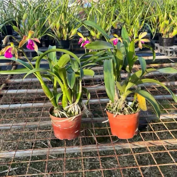 Robertsara Green Wonder Orchid Blooming Size Exact Plant Rare Cattleya Hybrid