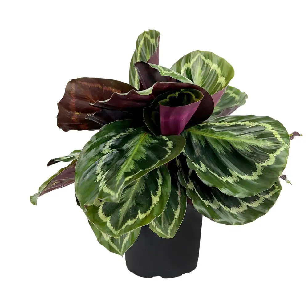 Rose-Painted Pet Friendly Calathea Medallion Indoor Houseplant in 6 In. Grower P