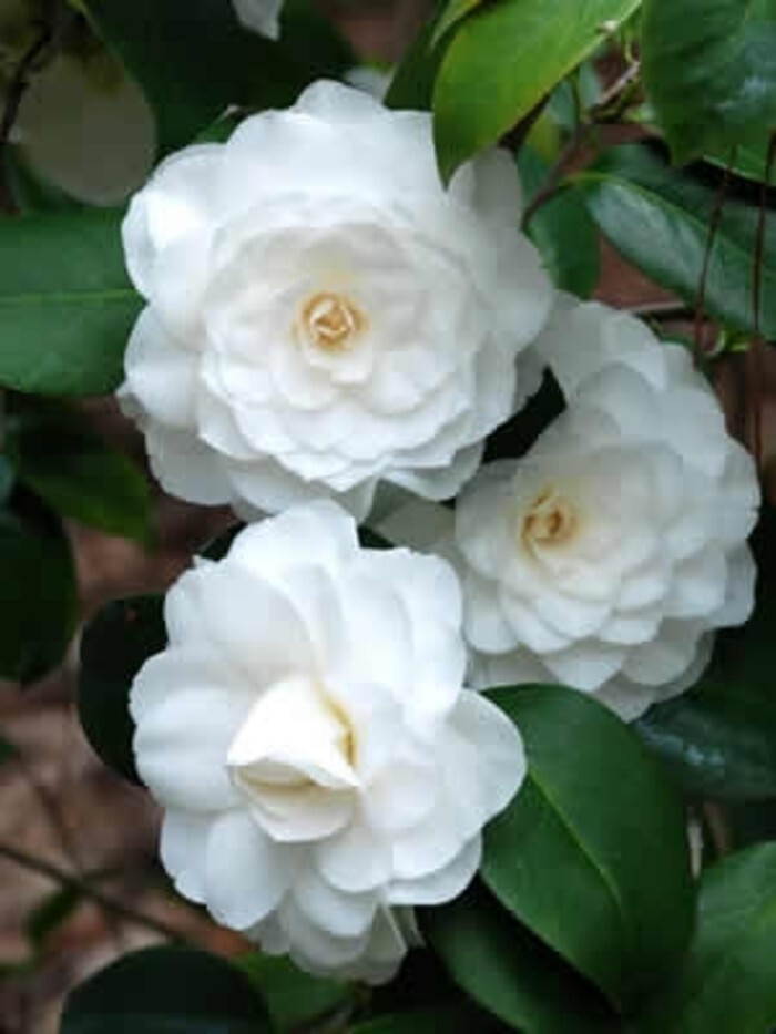 WHITE BY THE GATE~~Unique Bloom**Camellia Japonica-Live Starter Plant