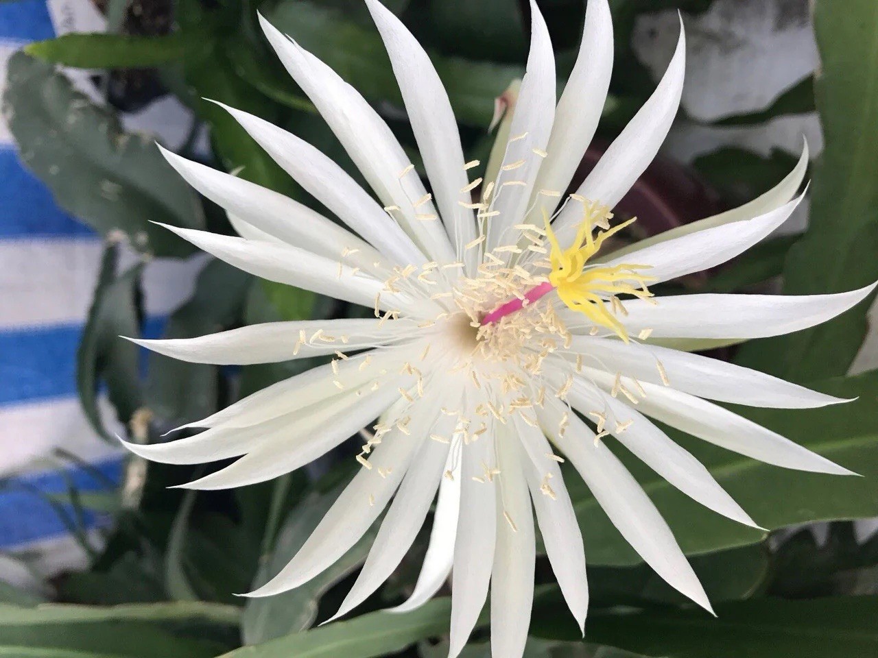 Epiphyllum hookeri White Purple Fragrant Species Orchid Cactus 5.5” Pot